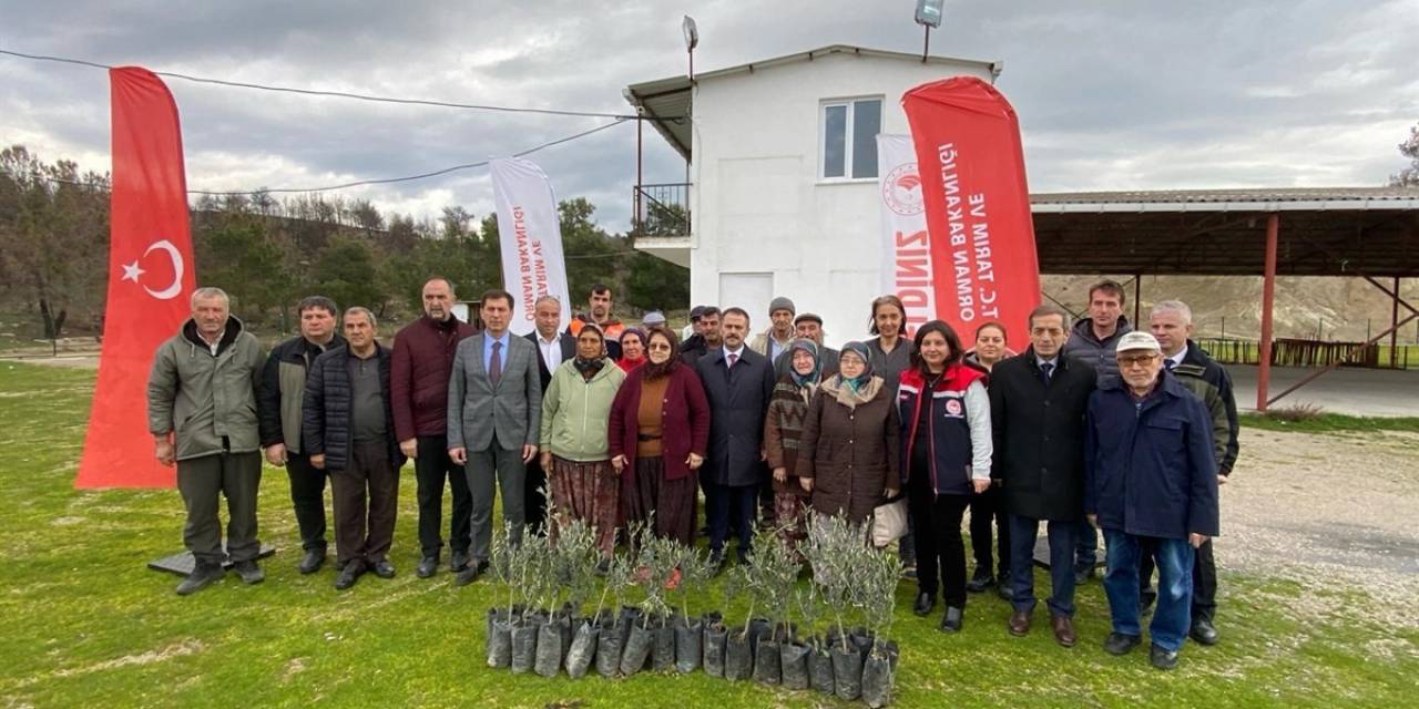 Orman Yangınlarında Zarar Gören Üreticilere 9 Bin Zeytin Fidanı Dağıtıldı