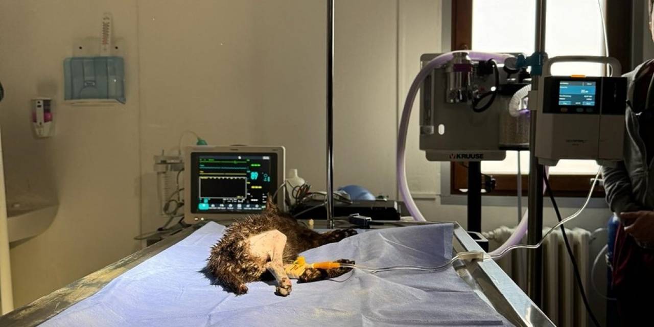 2 Aylık Kedi Başarılı Operasyonla Hayata Tutundu