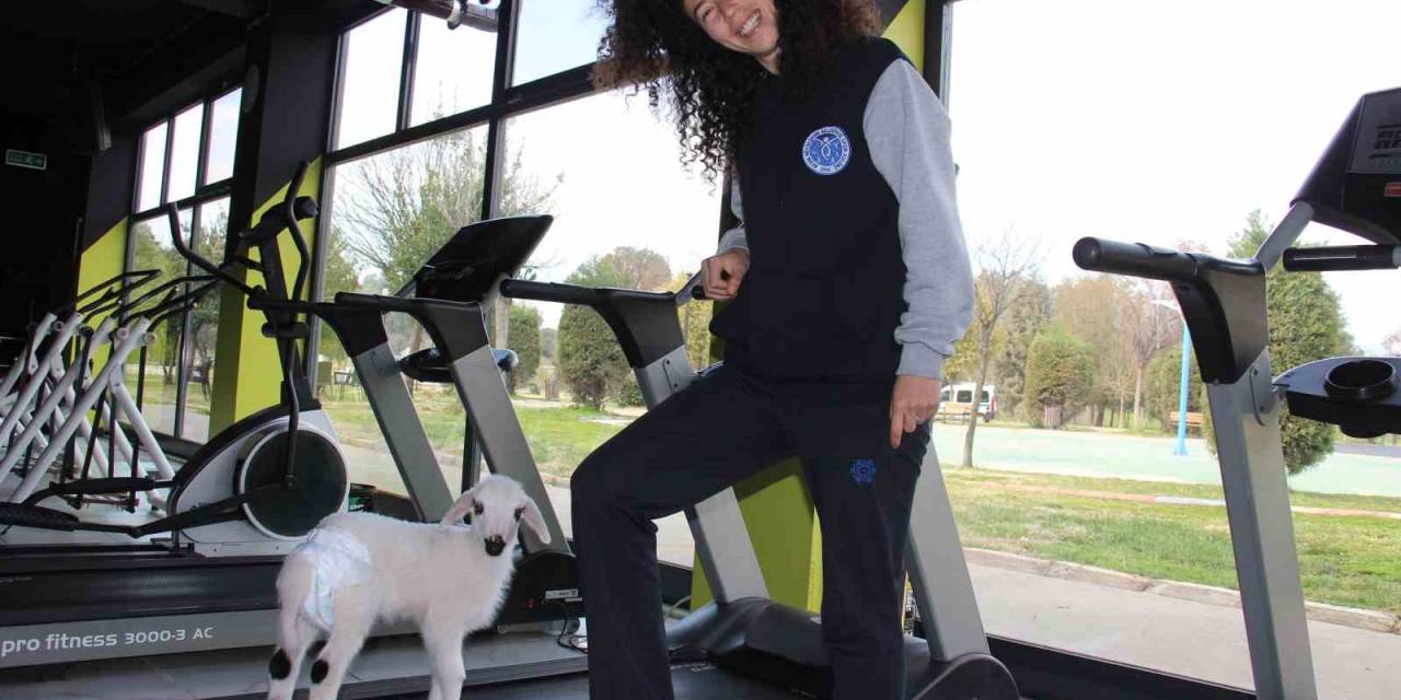 Bildiğiniz Tüm Kuzuları Unutun: Bu Kuzu Koşu Bandında Yürüyüp, Spor Yapıyor