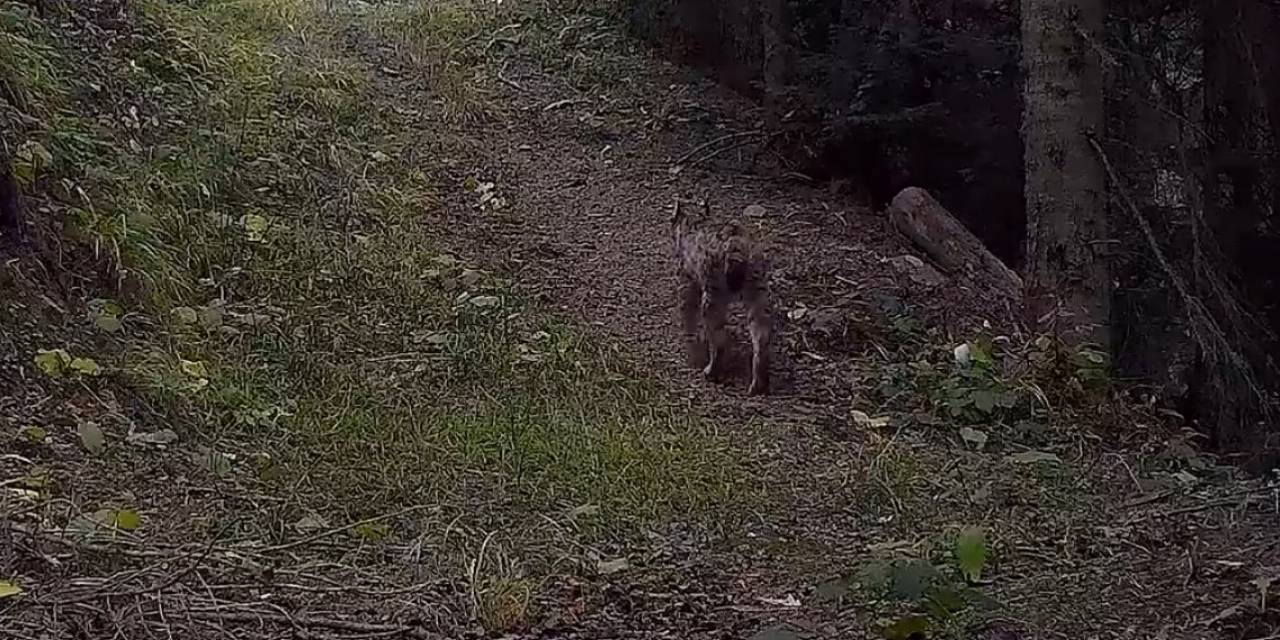 Ilgaz Dağı Milli Parkındaki Yaban Hayatı Zenginliği Fotokapanlara Yansıdı