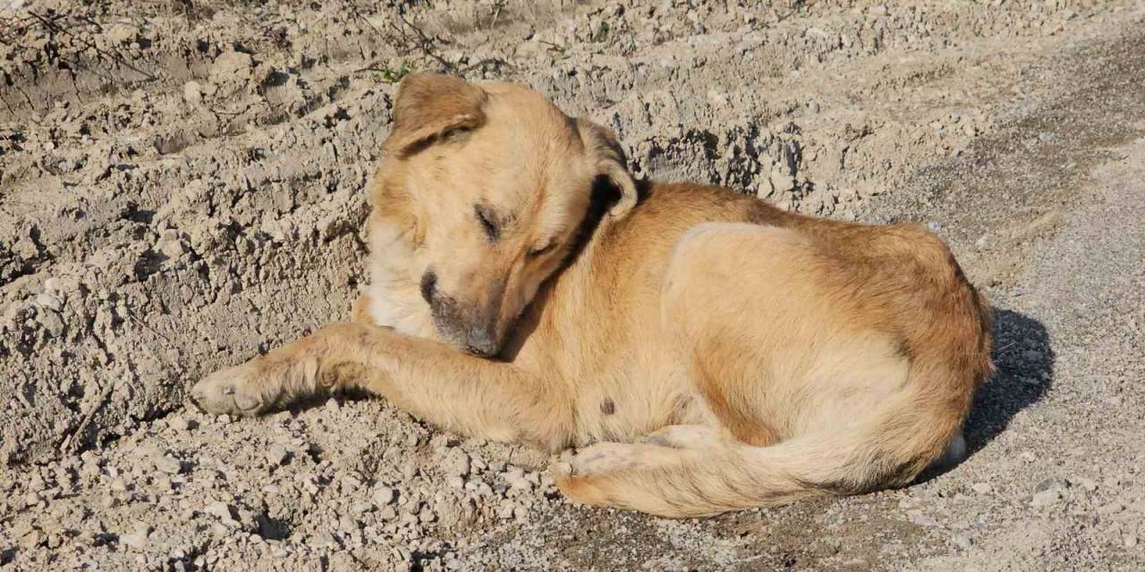 Kastamonu’da Dehşet Veren Olay: 10 Köpeği Uyuşturup Araziye Attılar