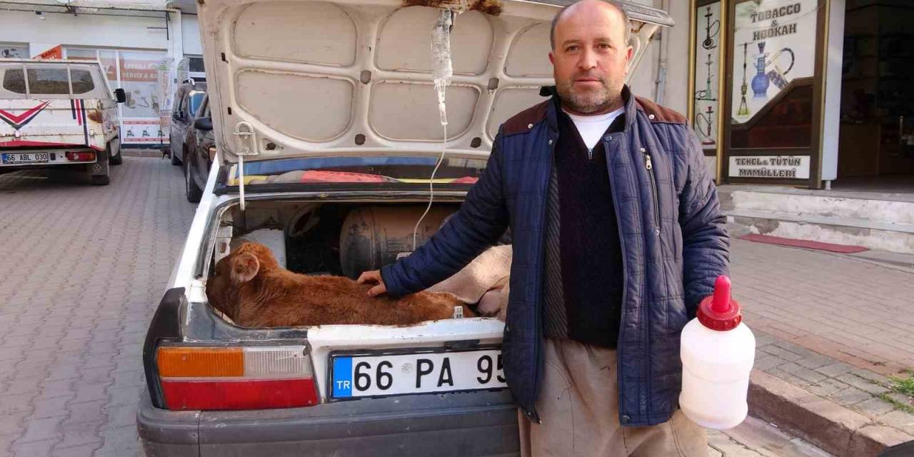 Arabasının Bagajında Veterinere Götürdüğü Buzağısının Tedavisi Bitene Kadar Başından Ayrılmadı