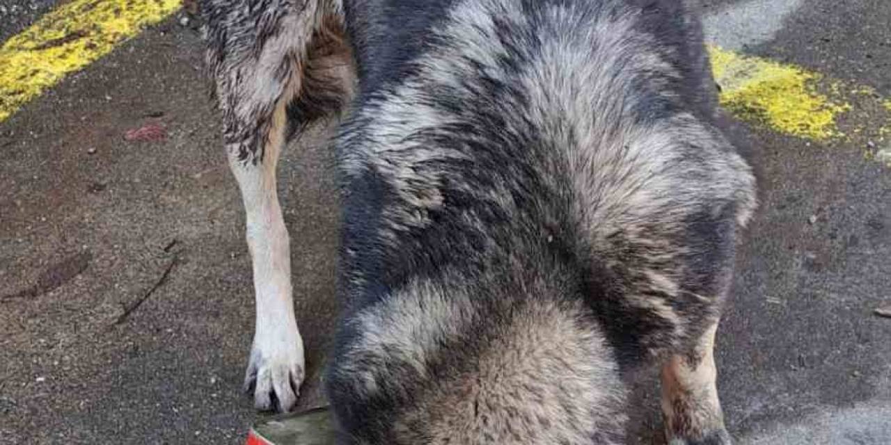 Bolu Dağı’nda Yiyecek Arayan Köpek Kafasını Tenekeye Sıkıştırdı