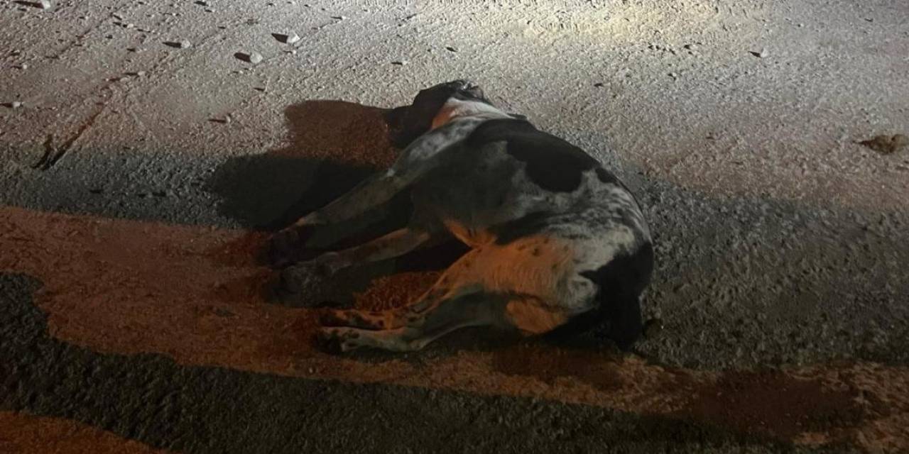 Bodrum’da Kedi Ve Köpekler Zehirlendi