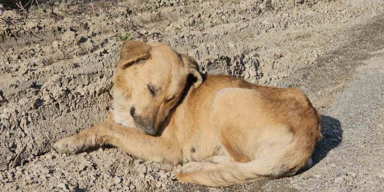 Milletvekili Ekmekci’den Ölüme Terk Edilen Köpeklerle İlgili Açıklama:
