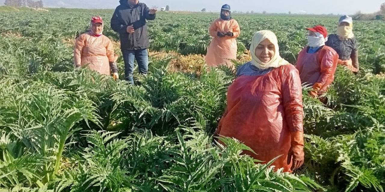 Aydın’ın Sembol Ürünü Enginarların Gelişimi Kontrol Edildi