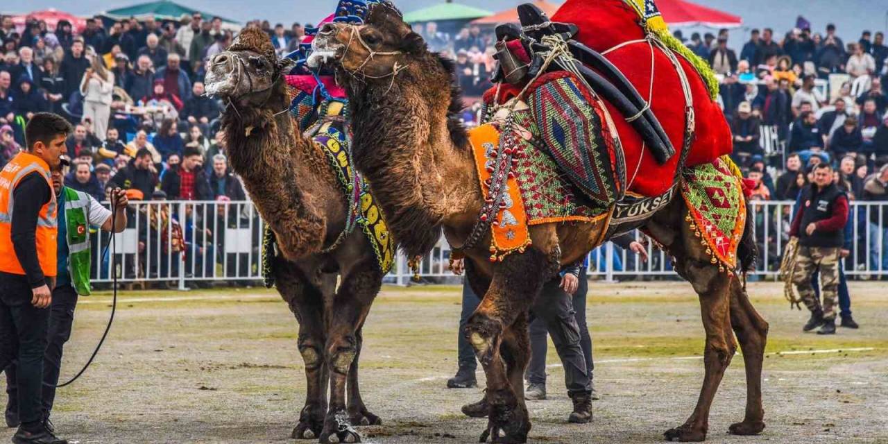 İzmir’de Deve Güreşi Festivaline Yoğun İlgi