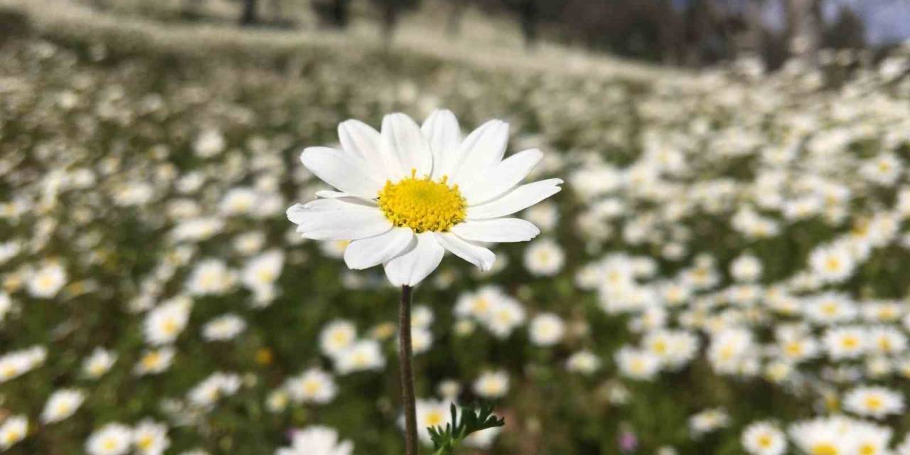Açan Papatyalar Muhteşem Görüntü Oluşturdu