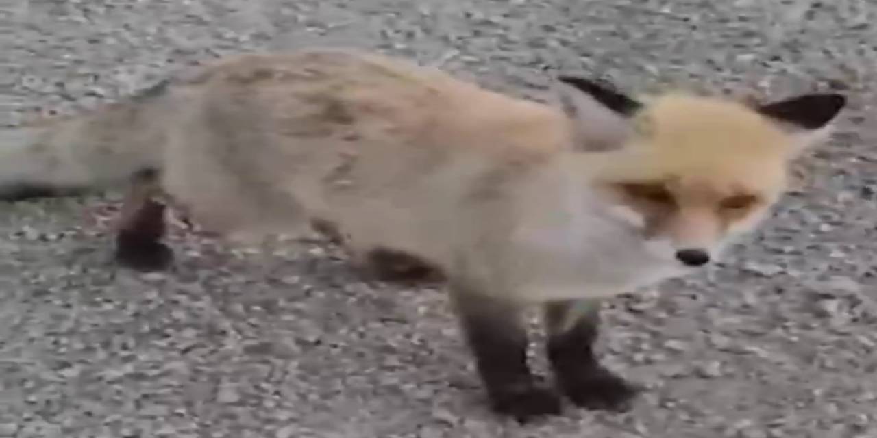 Tilkiyi Elleriyle Besledi