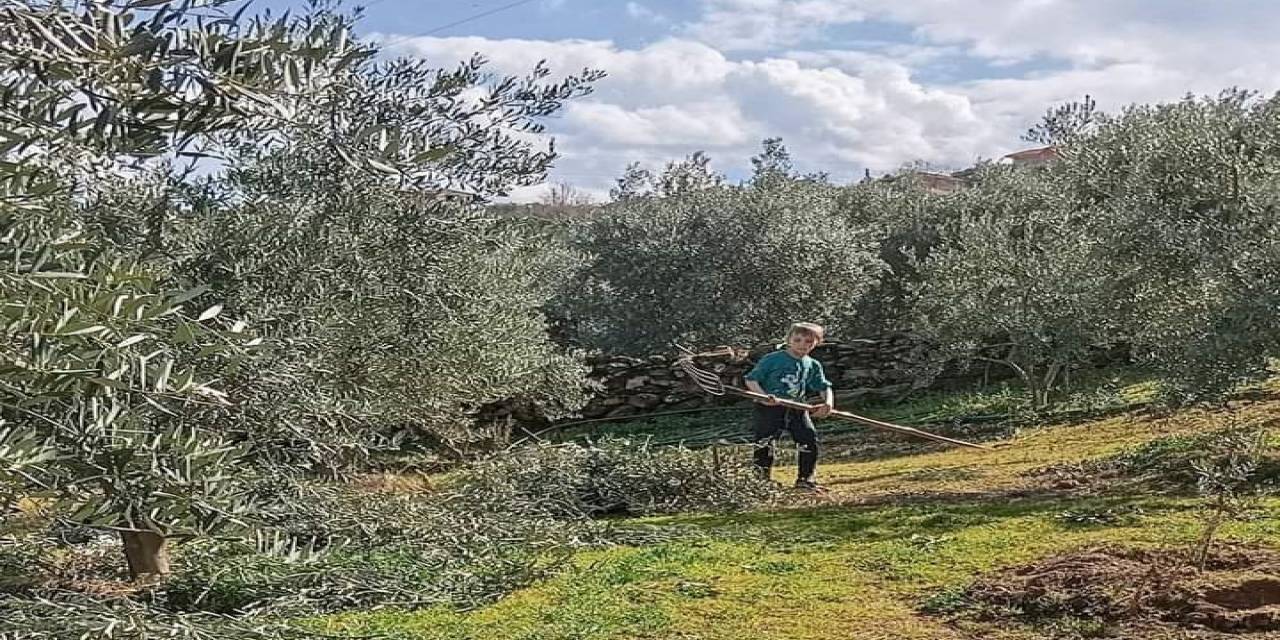 Zeytin Budaması Ve İlaçlaması Devam Ediyor