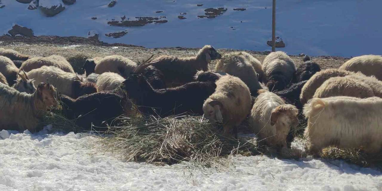 Van’da Besicilerin Zorlu Kış Mesaisi Devam Ediyor