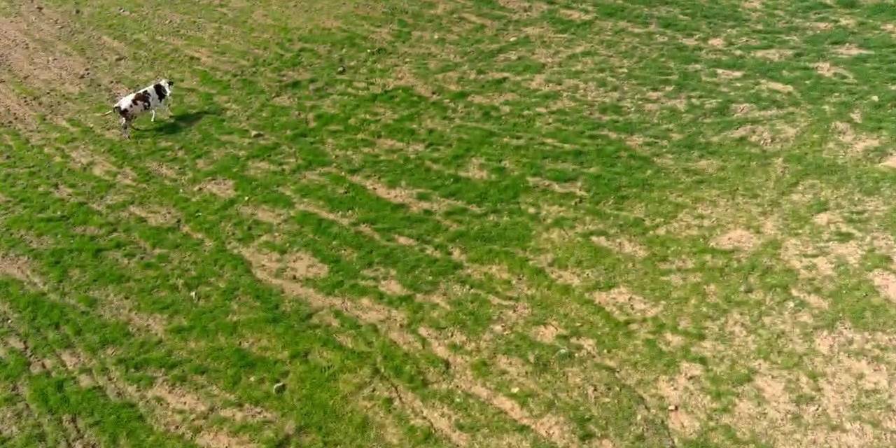 Arazisine Gelen İneği Dronla Kovalamıştı: "İki İnatçı Olarak Ben Galip Geldim"