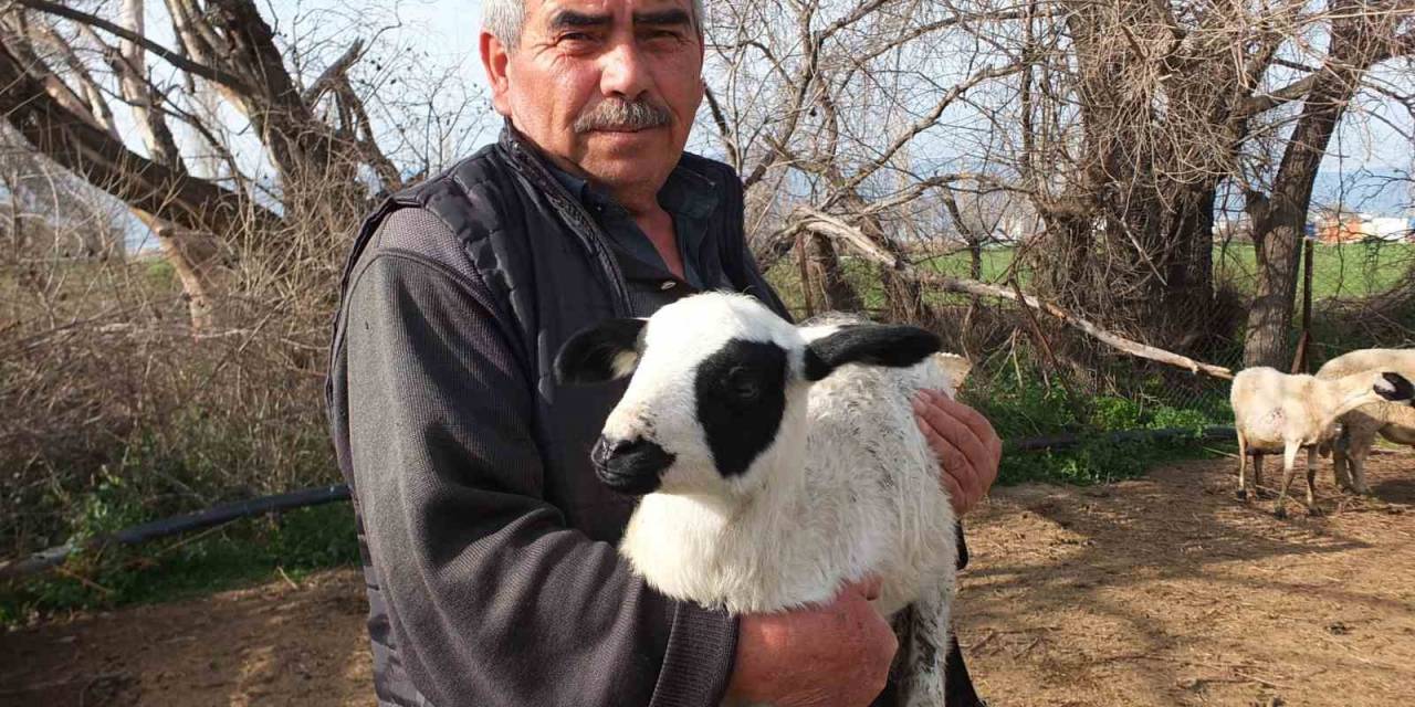 Kuzuların Kesilmesine Gönlü Razı Olmadı