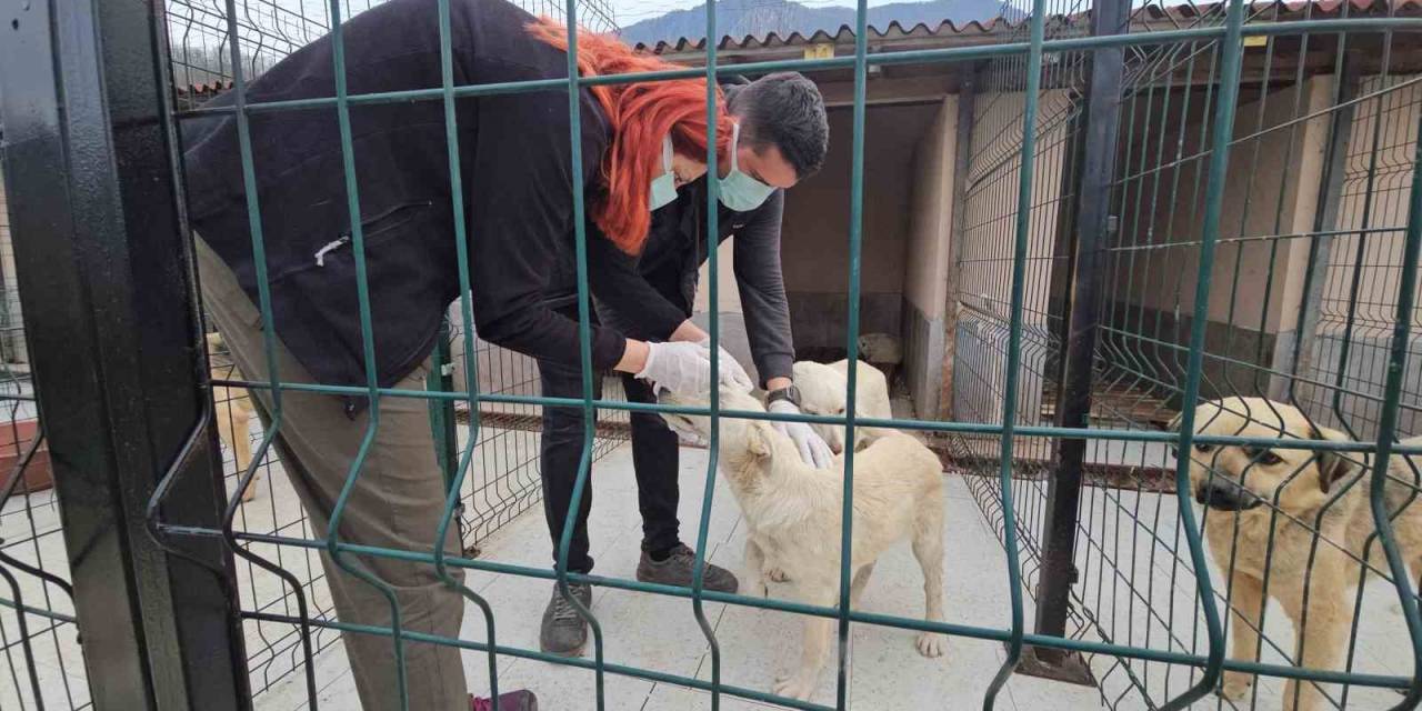 Uyuşturularak Ölüme Terk Edilen Köpekler Sağlığına Kavuştu