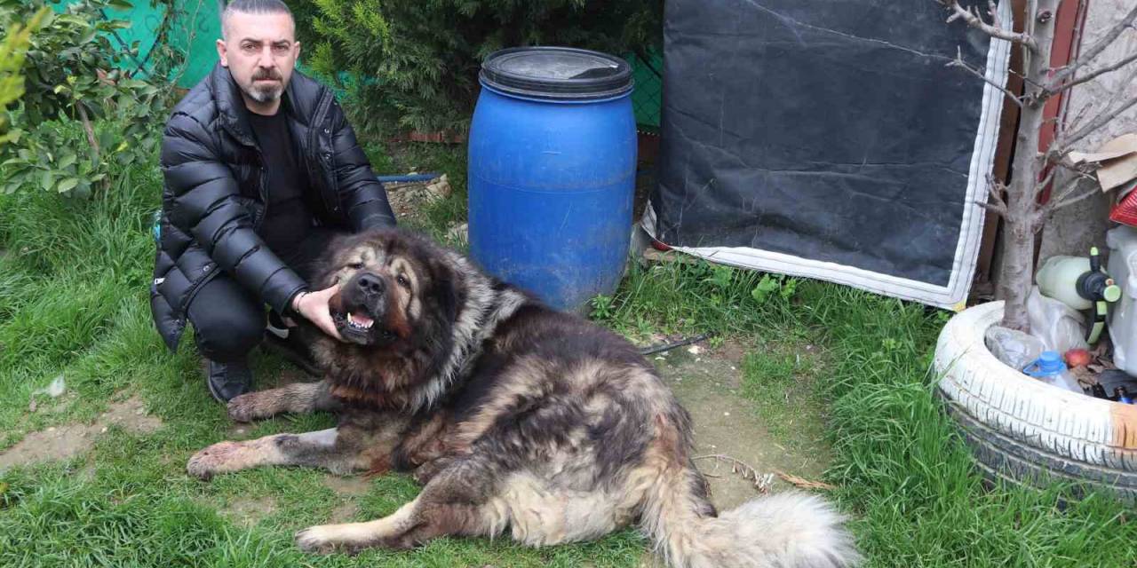 Çalamadığı Köpeği Pompalı Tüfekle Vurdu