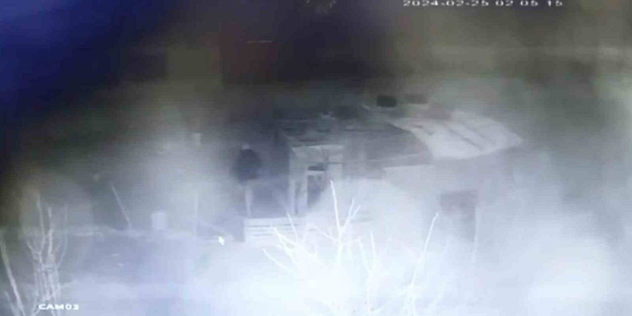 Kümes Hırsızının Rahat Tavırlar Sergileyerek Tavuk Çalması Güvenlik Kamerasında