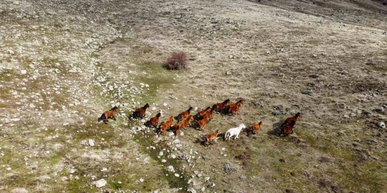 Güneşi Gören Yılkı Atları İndikleri Yaylarda Havadan Görüntülendi