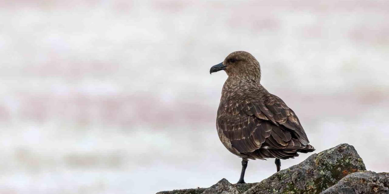 Antarktika’da İlk Kez Kuş Gribi Tespit Edildi