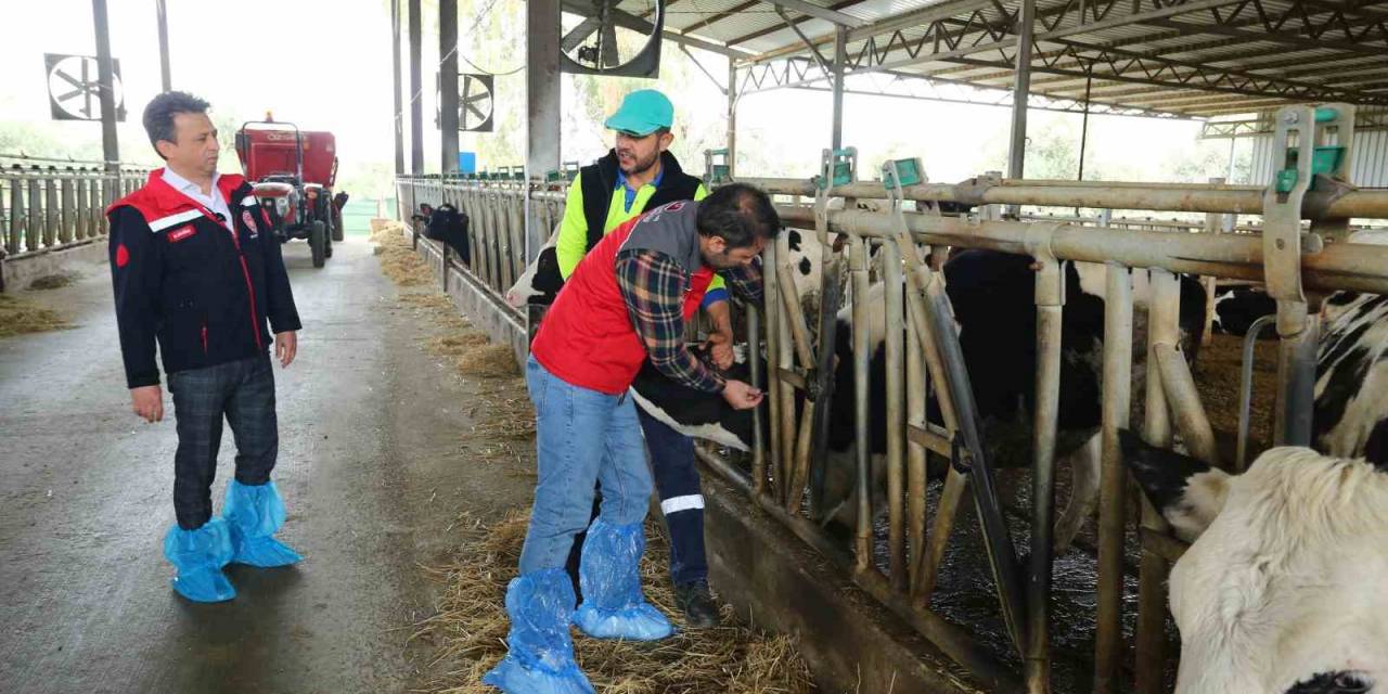 Şap Hastalığına Karşı Baskın Aşılama Dönemi