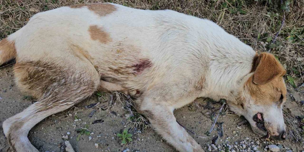 Uyuşturdukları Köpekleri Ölüme Terk Eden 3 Şüpheli Yakalandı: 21 Bin 648 Lira Cezası Kesildi
