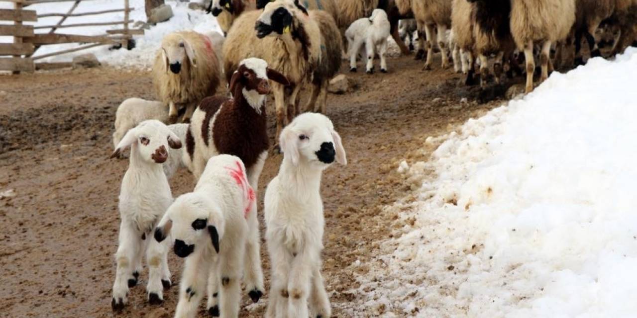 Erzincan’da Besicilerin ‘Kuzu’ Mesaisi