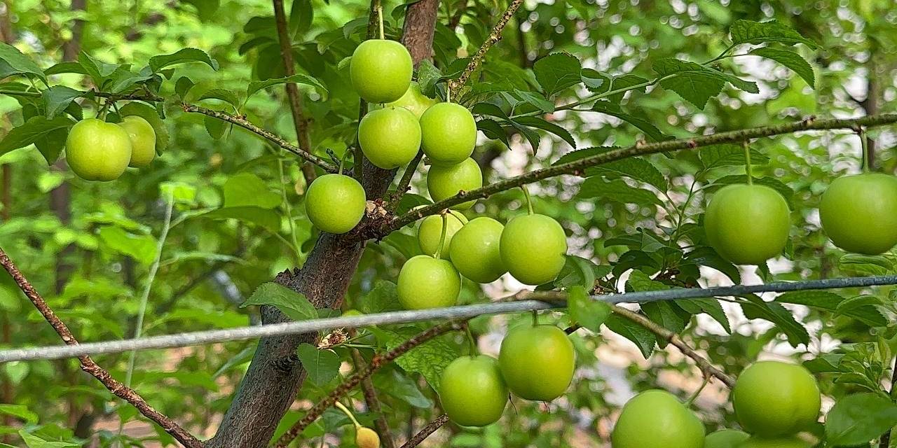 Eriğin İlk Hasadını Yaptılar...fiyatı Altınla Yarışıyor
