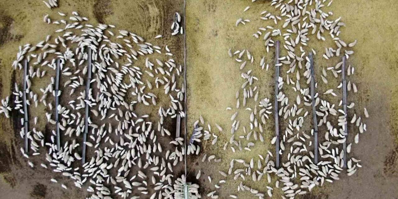 Süt Kuzuları Günde 2 Defa Anneleriyle Buluşturuluyor