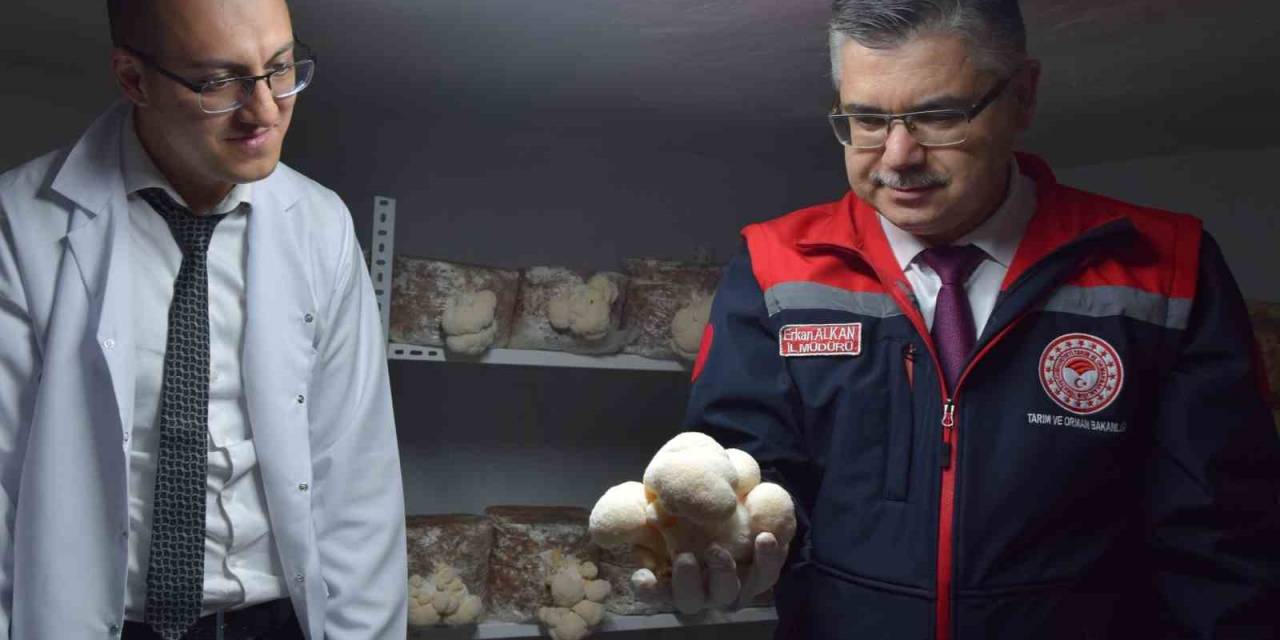 Evin Bodrumunda Aslan Yelesi Mantarı Üretiyor