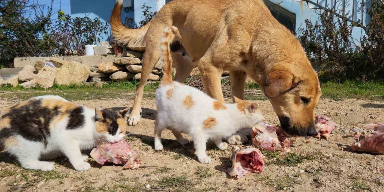 Köpek İle Kedilerin Yıllardır Süren Dostluğu