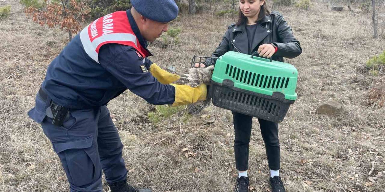 Jandarmanın Bulduğu Yaralı Baykuş Tedaviye Alındı