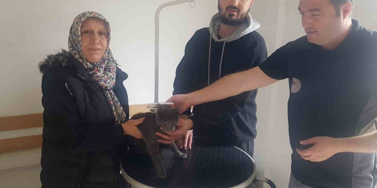 Kayıp Kedi Mikroçip Sayesinde Bulundu