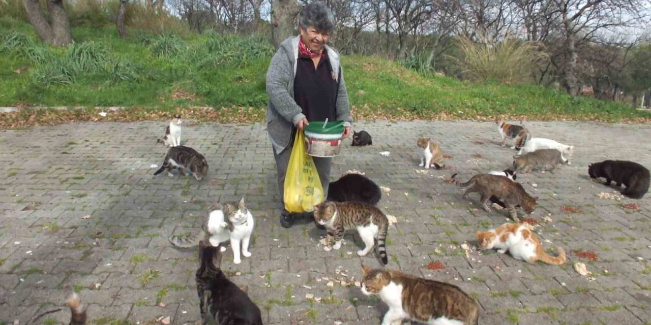 Balıkesir’de Emekli Hemşire 20 Yıldır Sokak Kedilerini Besliyor