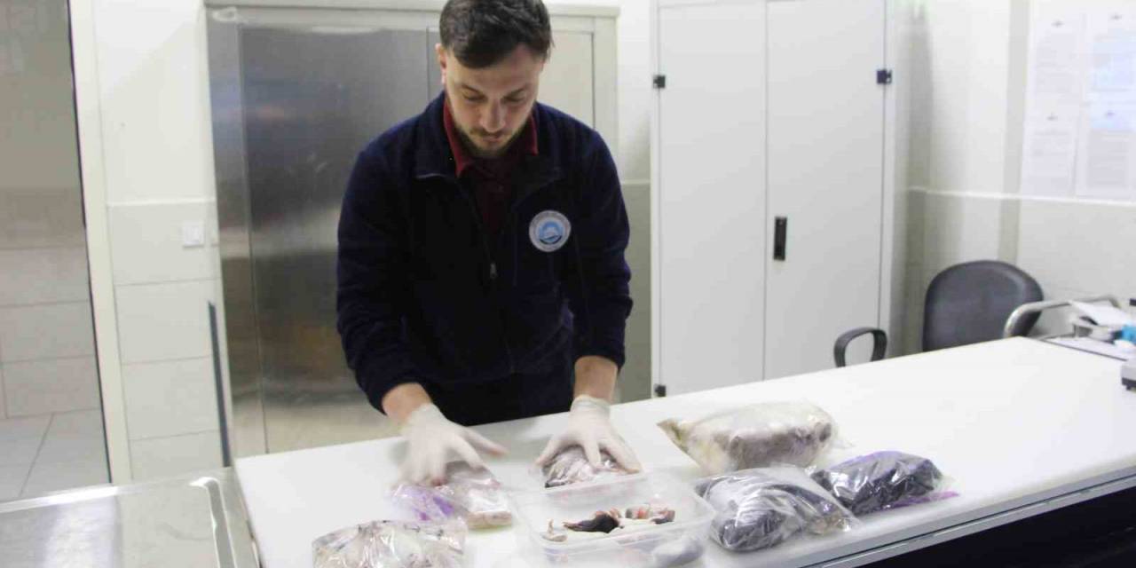 Akvaryumdaki Yılanların Canlı Yem İle Beslendiği İddiası Asılsız Çıktı