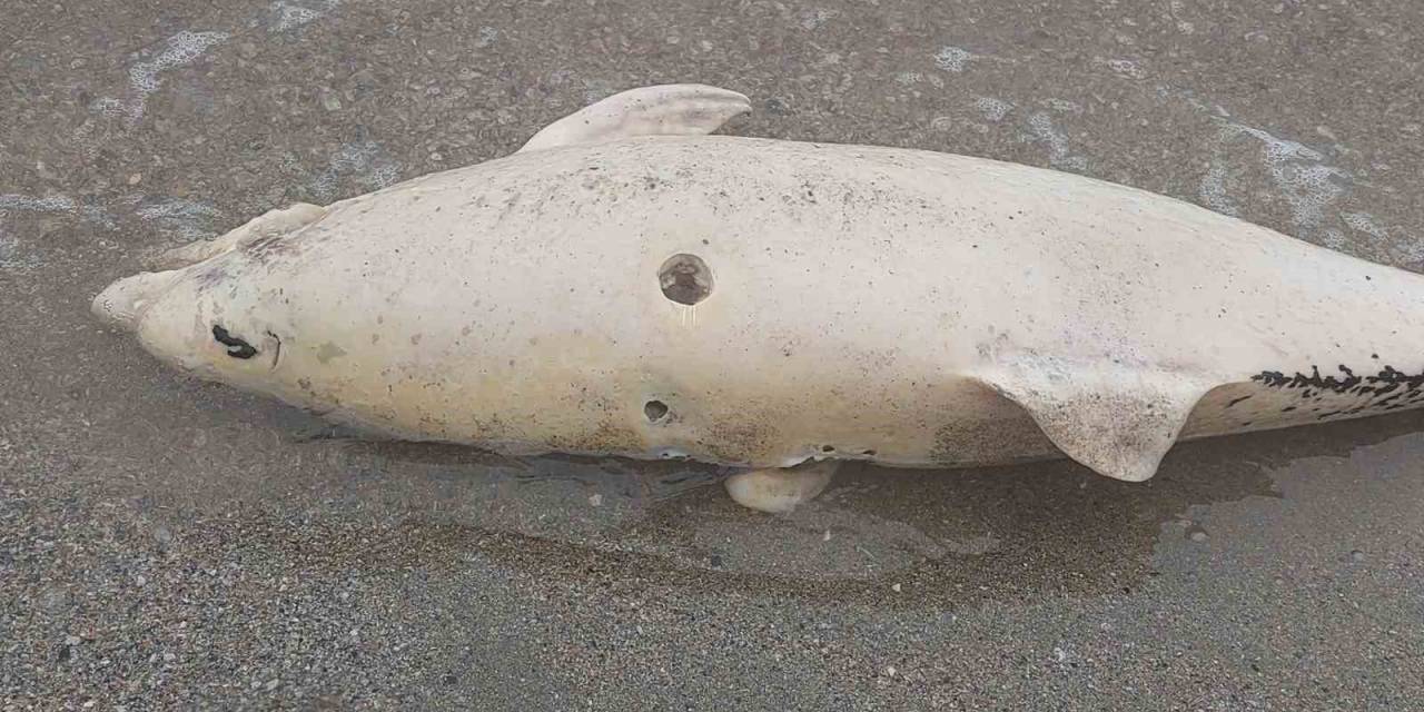 Ölü Yunus Sahile Vurdu