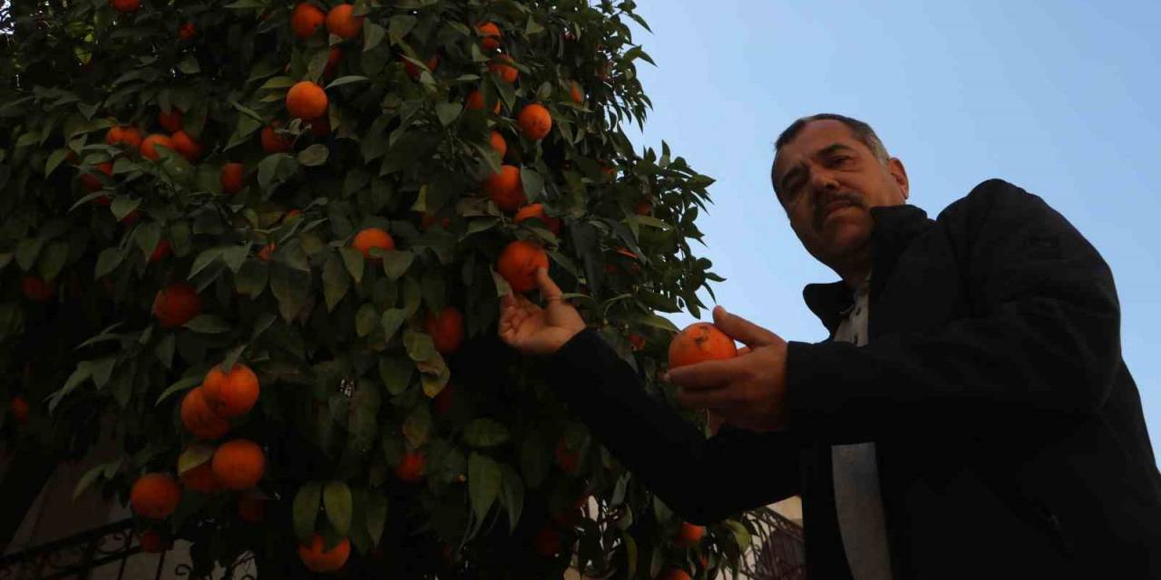 Çocuk Seslerinin Yerini İş Makinesi Seslerinin Aldığı Enkaz Kentte, Evlerin Bahçelerindeki Narenciyeler Dallarda Kaldı