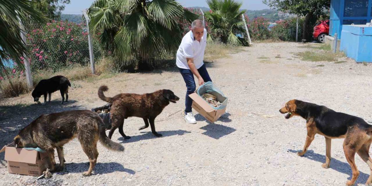 Adanalı Kebapçı Sokak Hayvanlarını Unutmuyor