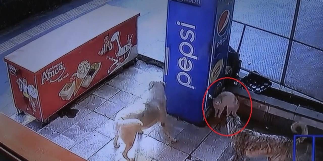 Mama Bekleyen Kedinin Köpeklerle Kavgası Kamerada