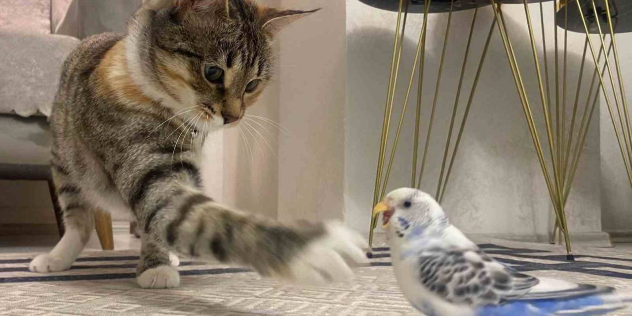 Erzurum’da Kedi İle Muhabbet Kuşunun Dostluğu Gülümsetiyor