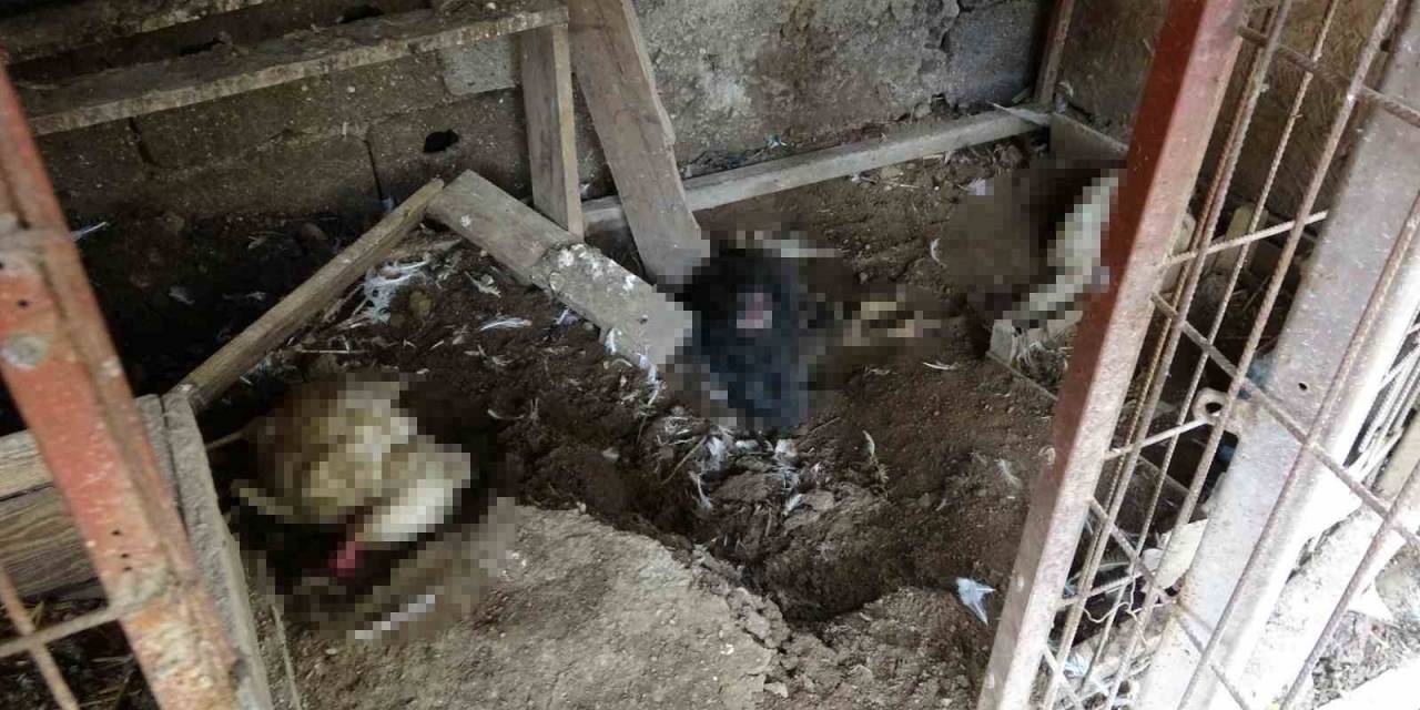 Başıboş Kurt Köpekleri Kümesteki Tavukları Telef Etti