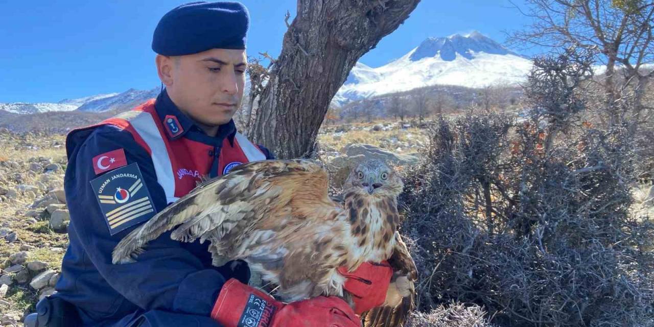 Jandarmanın Yaralı Bulduğu Kızıl Şahin Tedavi Altında