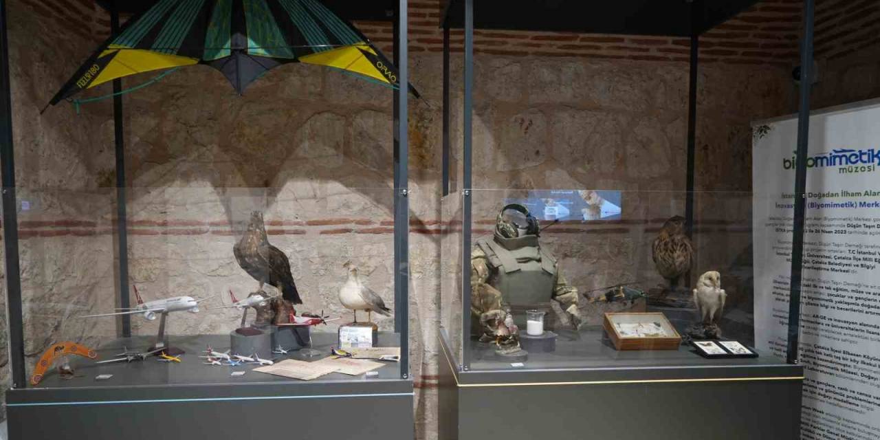 Türkiye’de Bir İlk: Biyomimetik Proje Yarışması Başlıyor