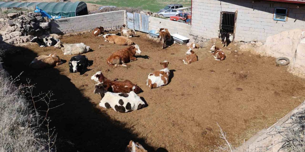Boğanın Saldırdığı Oğlunu Kurtaran Ancak Kendi Kurtulamayan Yaşlı Adam Toprağa Verildi