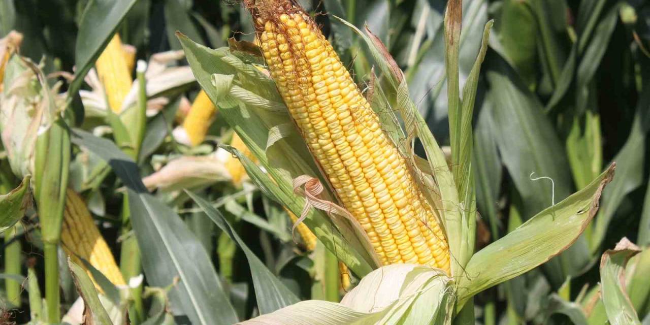 Mısır Üreticisine Destek