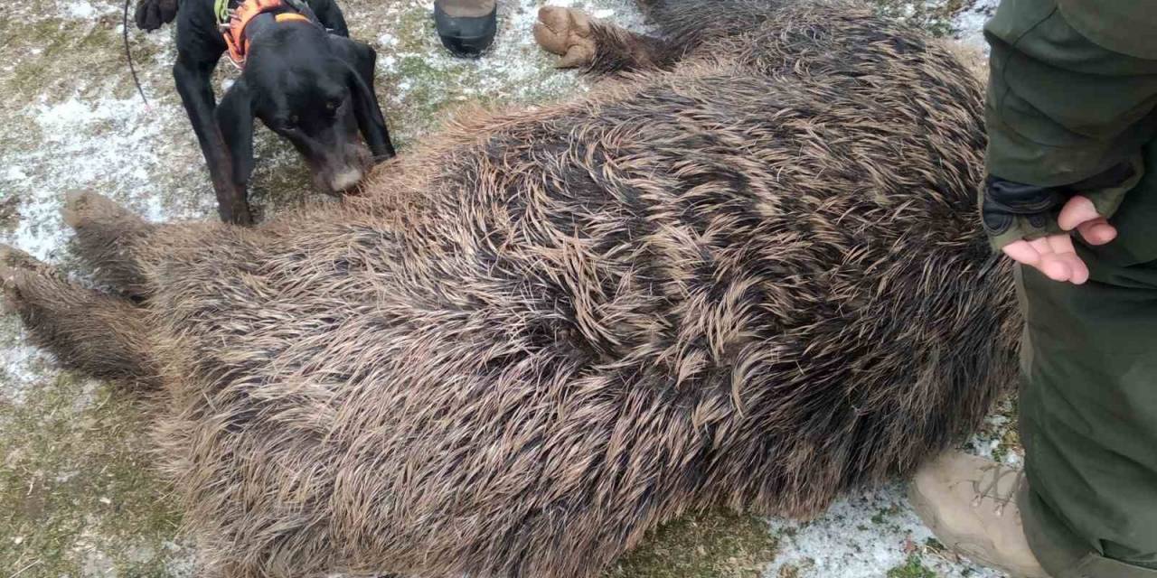 Bu Dönemde Yaban Domuzu İle Mücadele Yasak