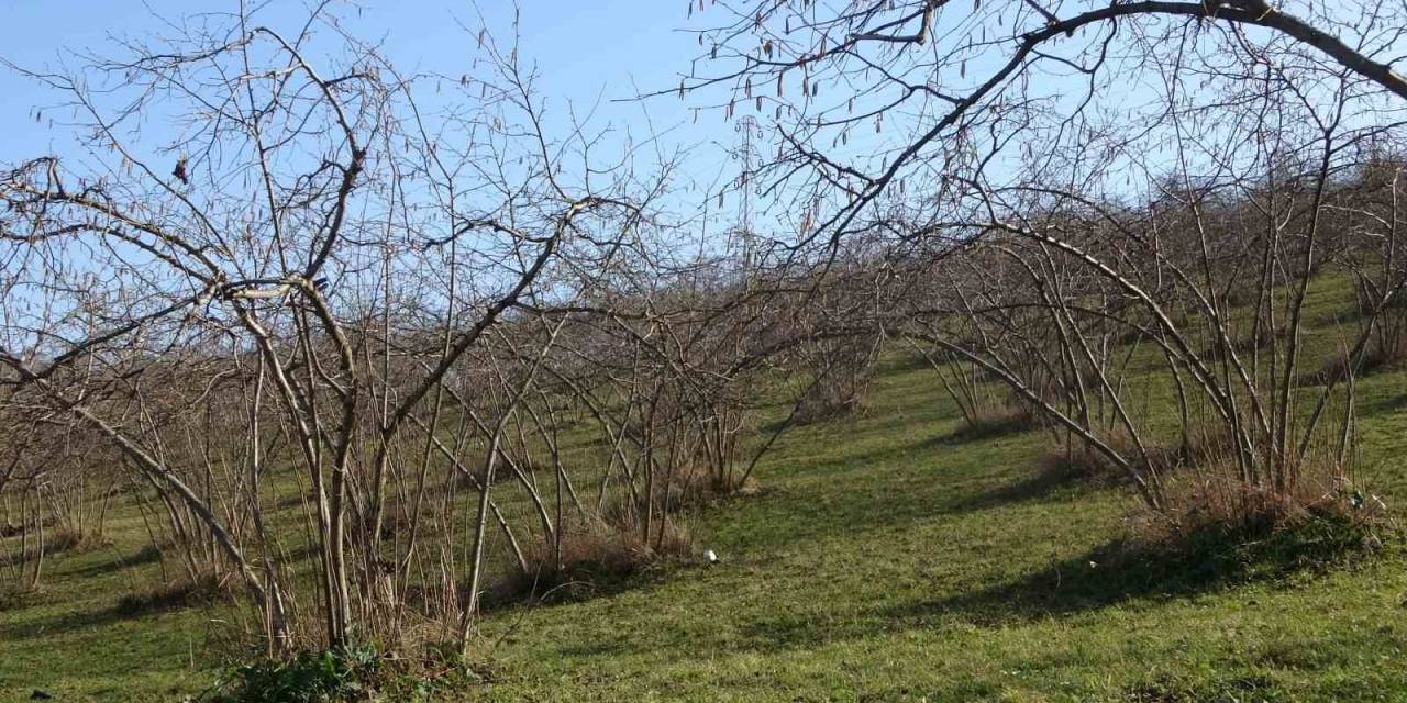 Havaların Sıcak Gitmesi Fındıkta Verim Endişesine Neden Oldu