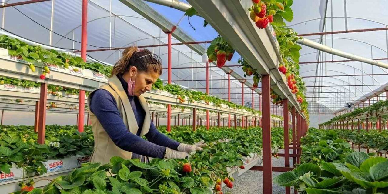 Seracılıkta Kendini Kanıtladı, Şimdi Başkalarını Üretici Yapmak İstiyor