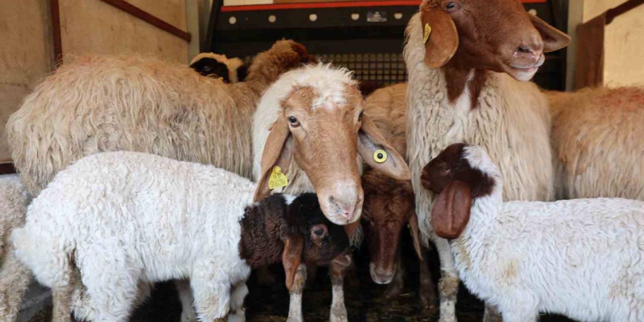 10 Kuzusu Telef Olan Çiftçiye, Kamyonet Dolusu Çifte Mutluluk