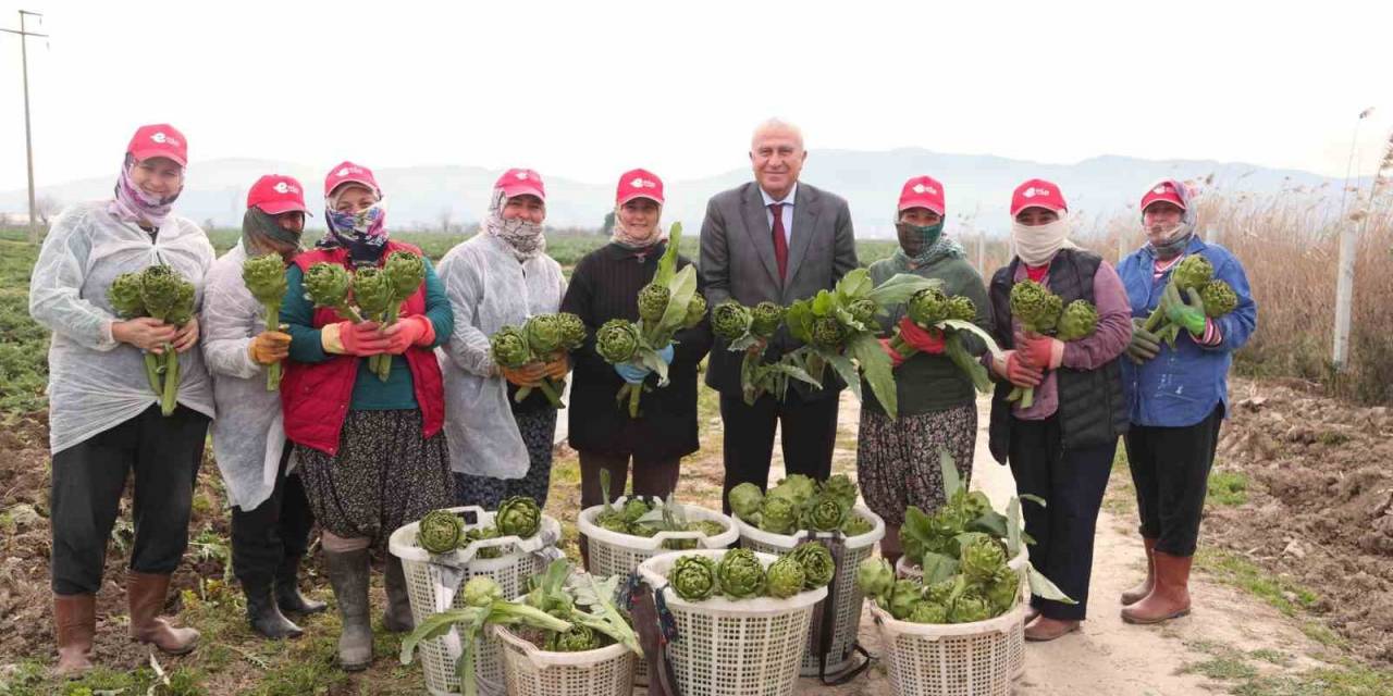 Başkan Atay’dan Enginar, Kuşkonmaz Ve Şevketi Bostan Hasadı