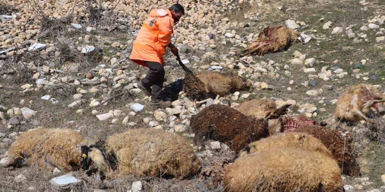 Muş’ta 80 Adet Küçükbaş Telef Oldu