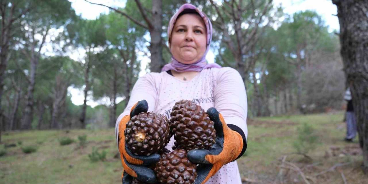 Kozalak Verimi Yüzde 20’den Yüzde 60’a Çıktı